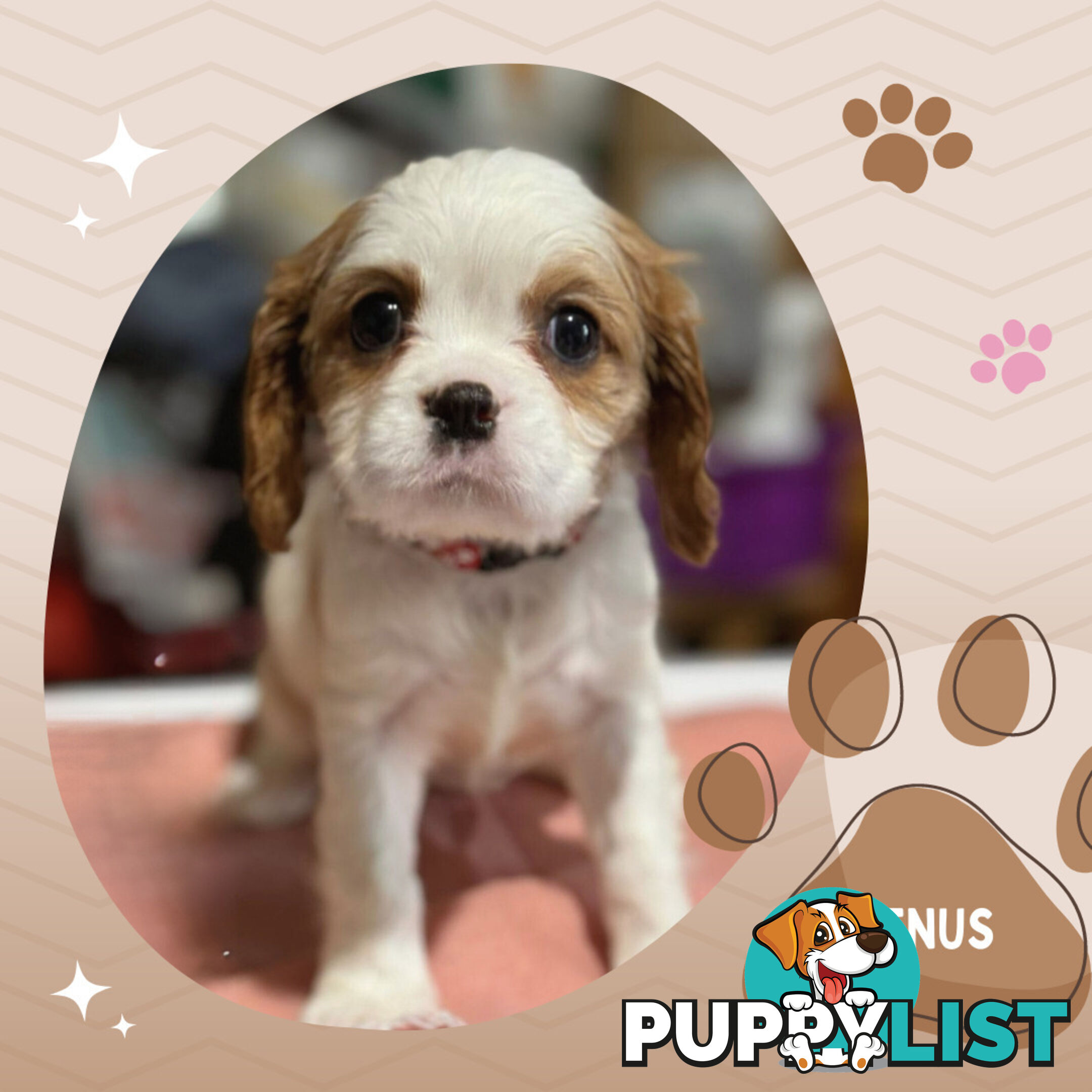 Beautiful Purebred Cavalier King Charles Spaniel Puppies. DNA Clear Location Mooroolbark Vic 3138