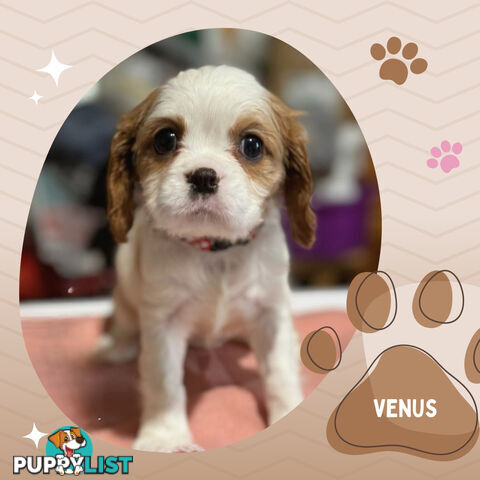 Beautiful Purebred Cavalier King Charles Spaniel Puppies. DNA Clear Location Mooroolbark Vic 3138