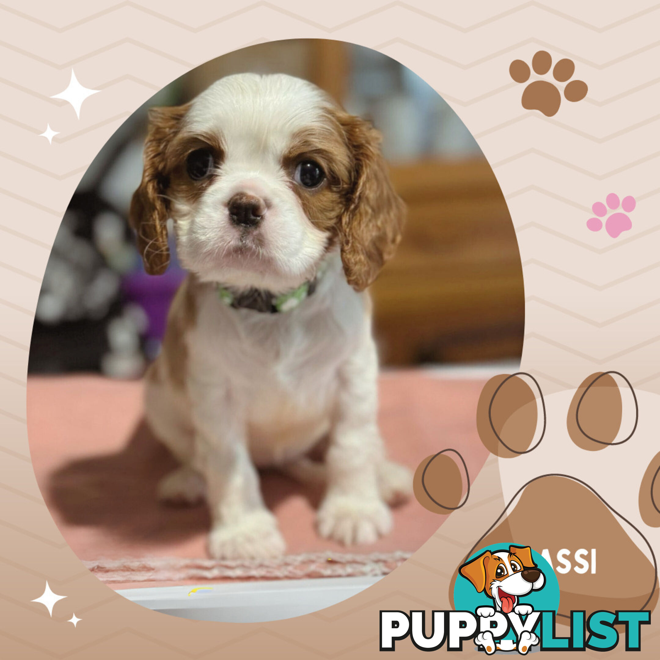 Beautiful Purebred Cavalier King Charles Spaniel Puppies. DNA Clear Location Mooroolbark Vic 3138