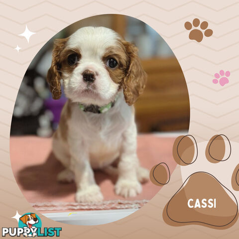 Beautiful Purebred Cavalier King Charles Spaniel Puppies. DNA Clear Location Mooroolbark Vic 3138