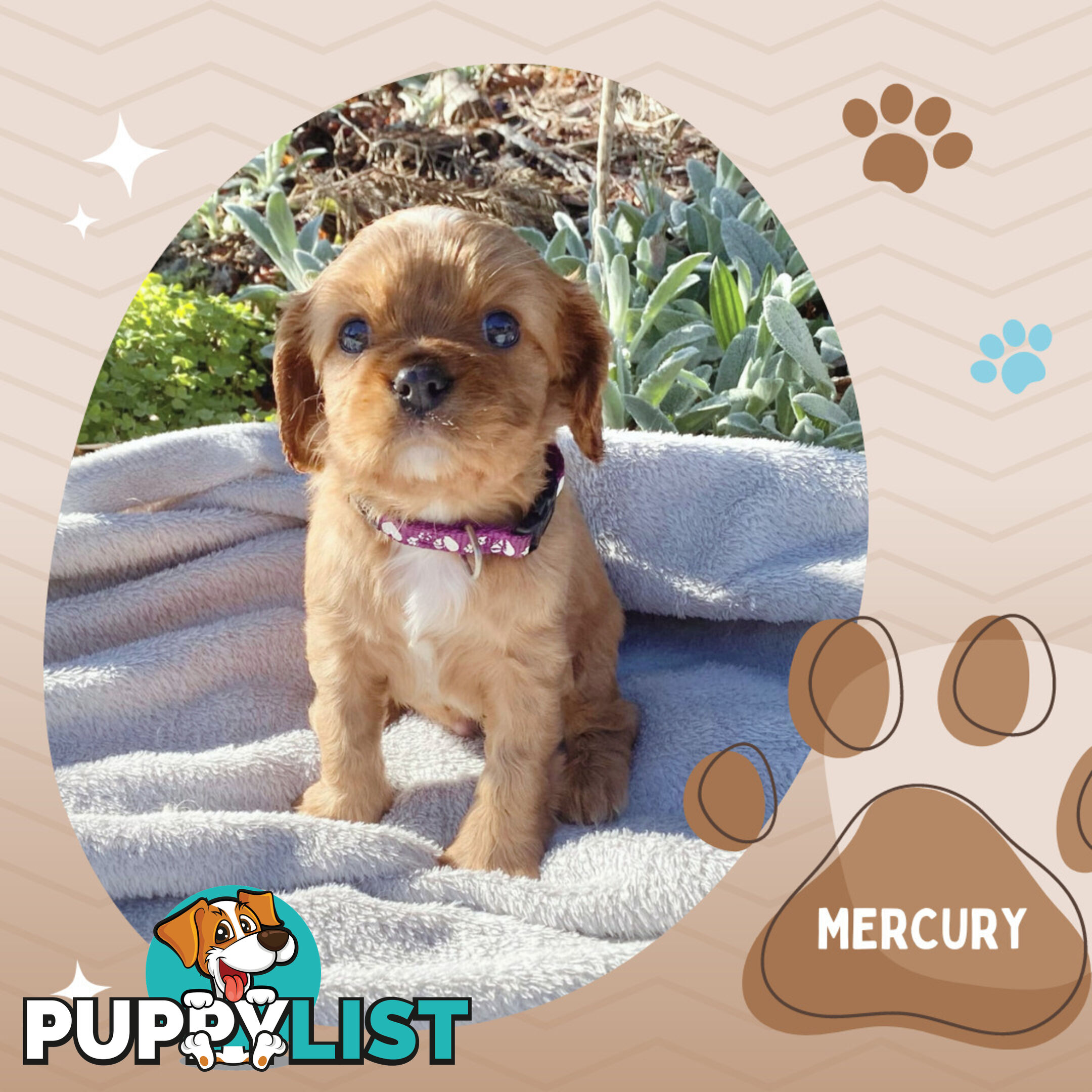 Beautiful Purebred Cavalier King Charles Spaniel Puppies. DNA Clear Location Mooroolbark Vic 3138