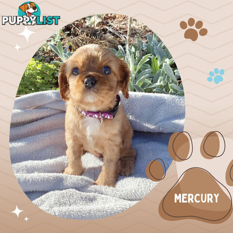 Beautiful Purebred Cavalier King Charles Spaniel Puppies. DNA Clear Location Mooroolbark Vic 3138