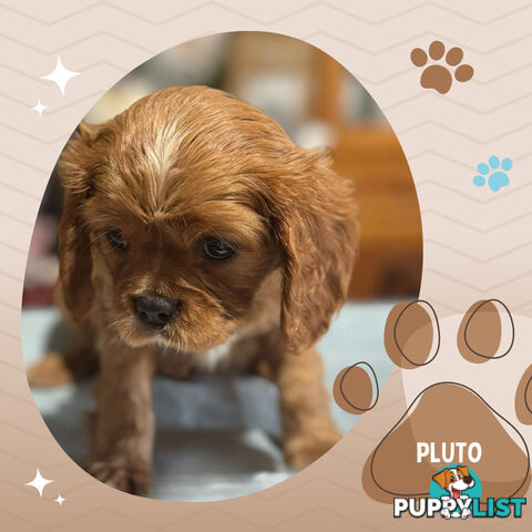 Beautiful Purebred Cavalier King Charles Spaniel Puppies. DNA Clear Location Mooroolbark Vic 3138