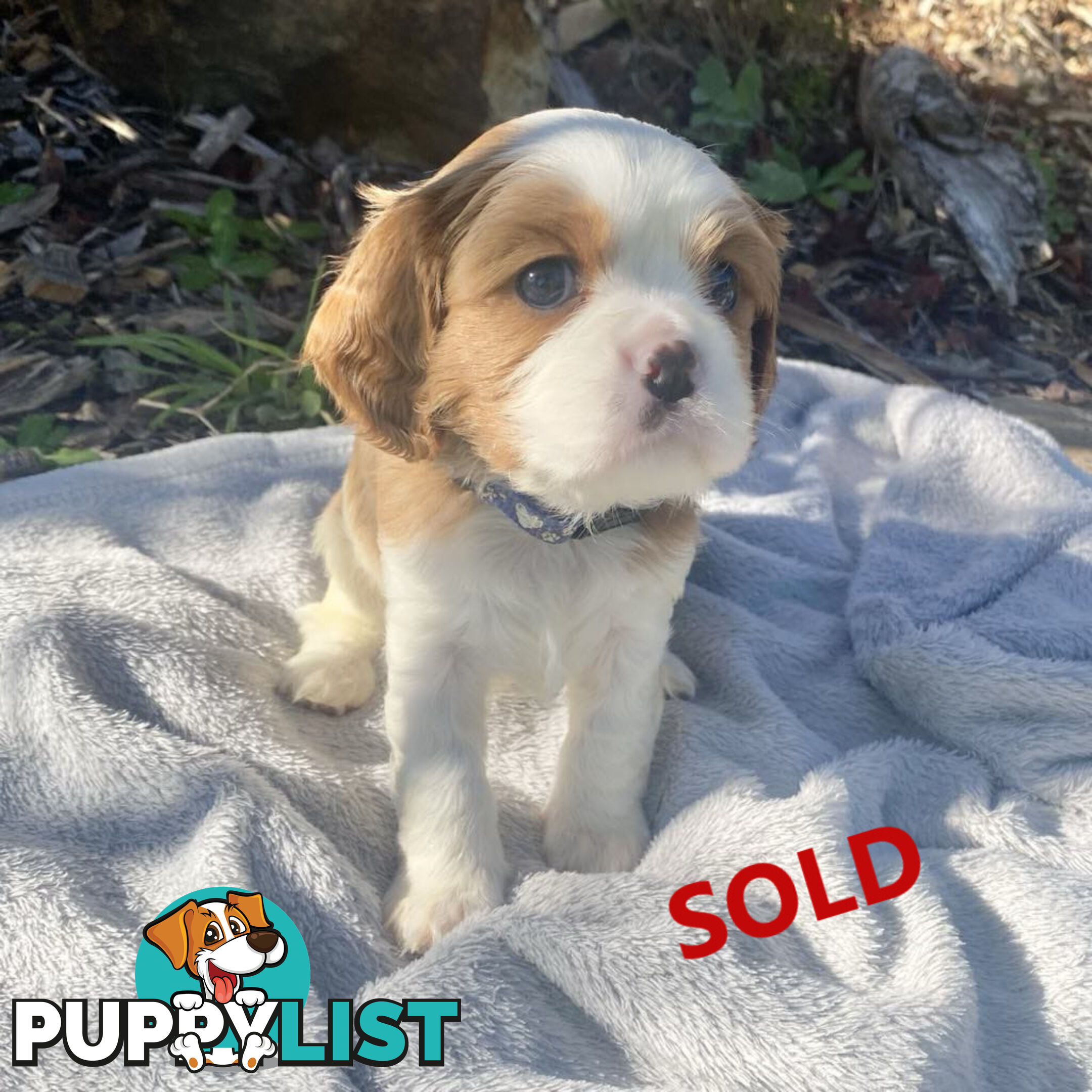 Beautiful Purebred Cavalier King Charles Spaniel Puppies. DNA Clear Location Mooroolbark Vic 3138