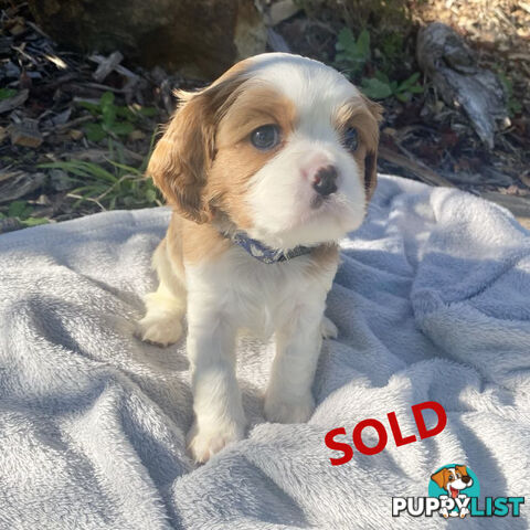 Beautiful Purebred Cavalier King Charles Spaniel Puppies. DNA Clear Location Mooroolbark Vic 3138