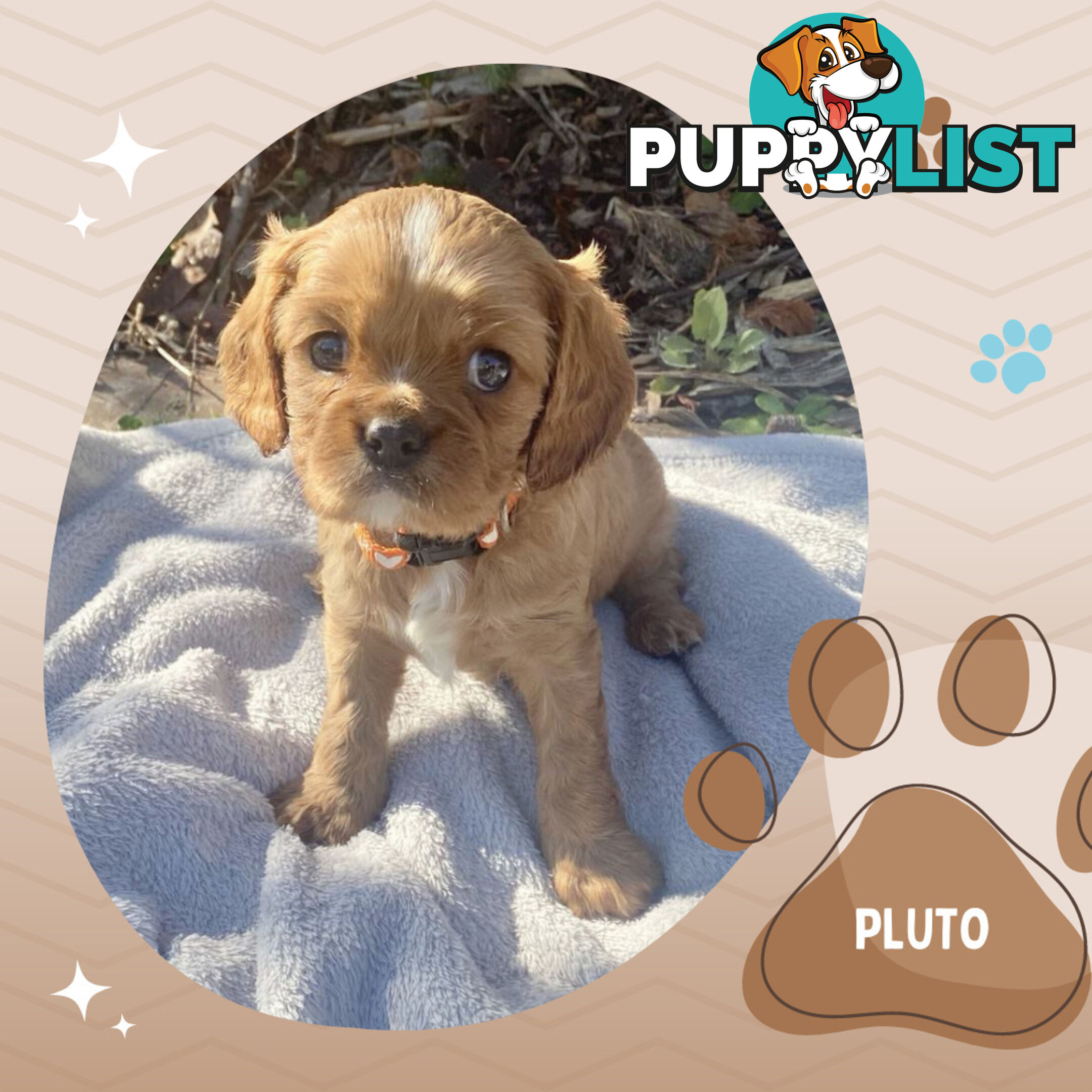 Beautiful Purebred Cavalier King Charles Spaniel Puppies. DNA Clear Location Mooroolbark Vic 3138