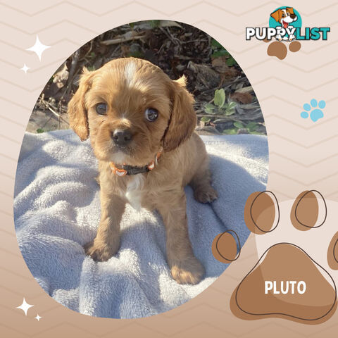 Beautiful Purebred Cavalier King Charles Spaniel Puppies. DNA Clear Location Mooroolbark Vic 3138