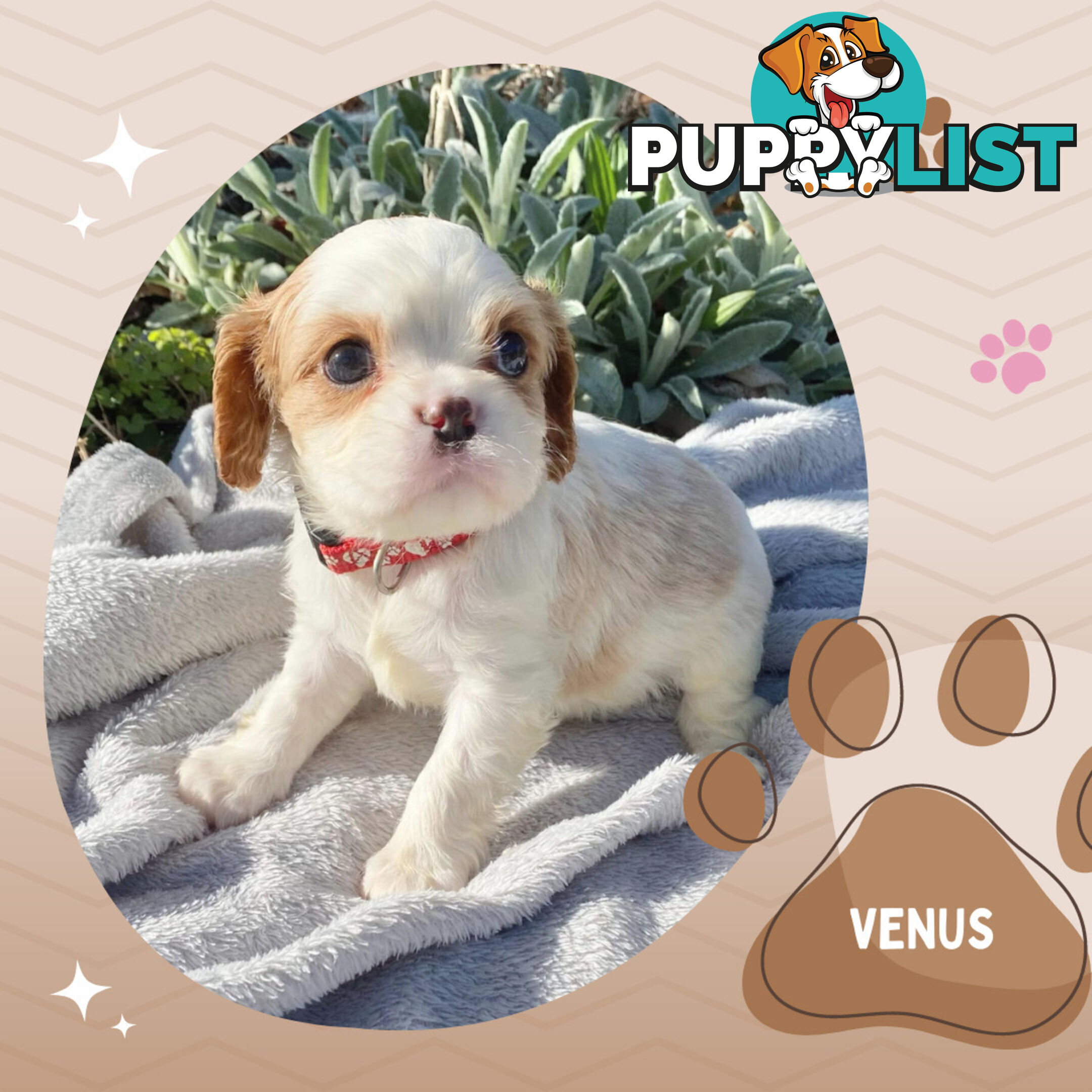 Beautiful Purebred Cavalier King Charles Spaniel Puppies. DNA Clear Location Mooroolbark Vic 3138