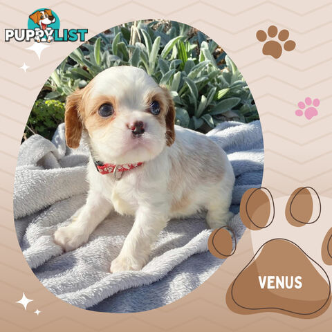 Beautiful Purebred Cavalier King Charles Spaniel Puppies. DNA Clear Location Mooroolbark Vic 3138