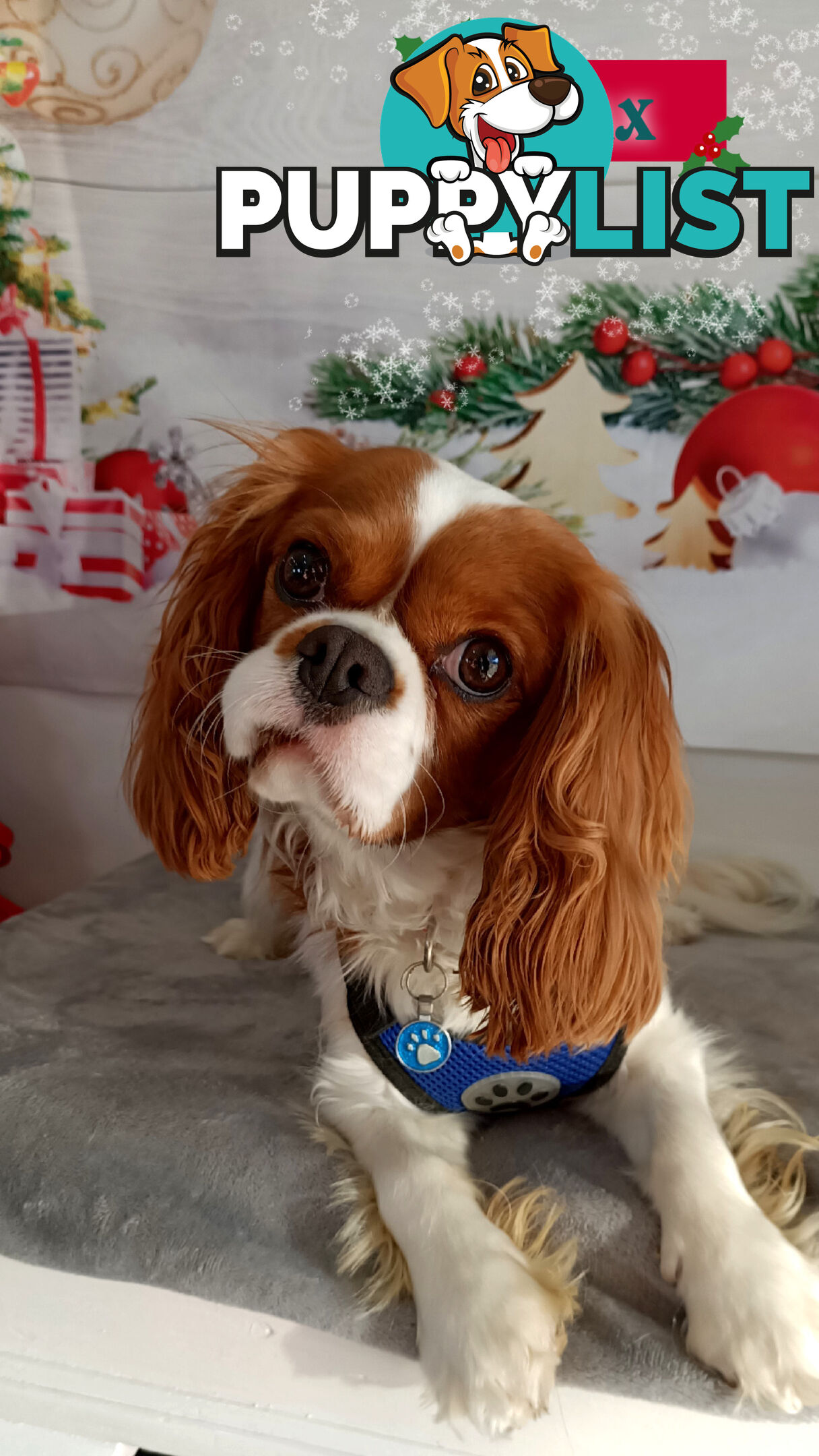 Beautiful Purebred Cavalier King Charles Spaniel Puppies. DNA Clear Location Mooroolbark Vic 3138