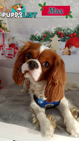 Beautiful Purebred Cavalier King Charles Spaniel Puppies. DNA Clear Location Mooroolbark Vic 3138