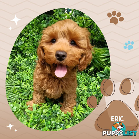 F1b Toy Cavoodles, Crate Trained &amp; doggy door trained DNA tested, Narre Warren Sth. Vic 3805