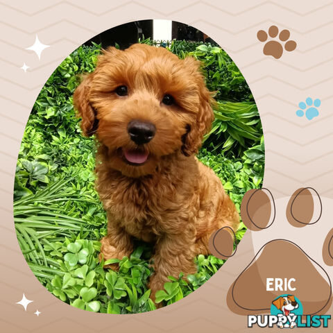 F1b Toy Cavoodles, Crate Trained &amp; doggy door trained DNA tested, Narre Warren Sth. Vic 3805