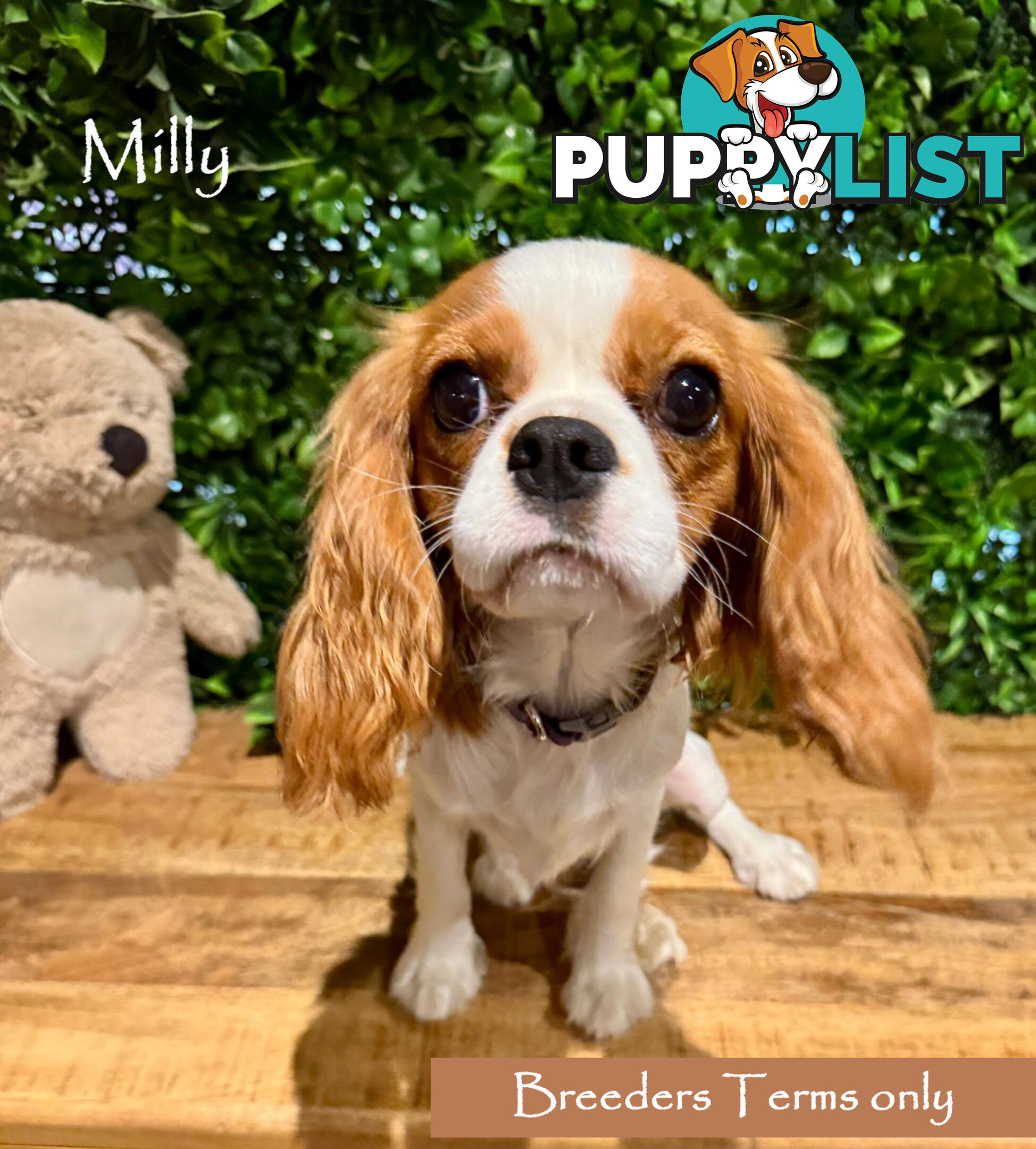 Purebred Female Cavalier King Charles Spaniel Puppies - Breeders Term Only