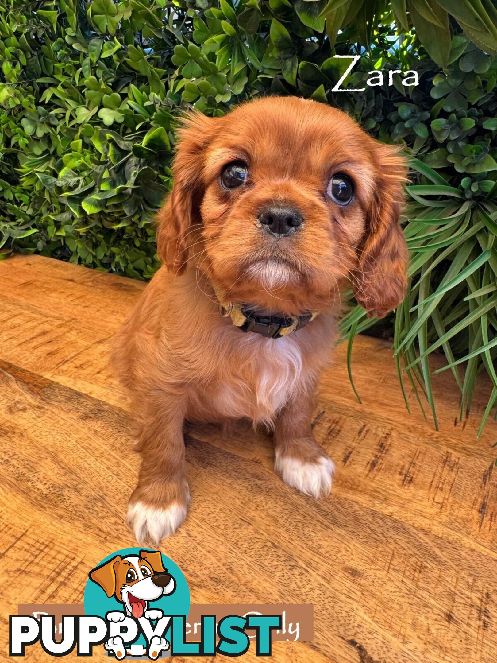 Purebred Female Cavalier King Charles Spaniel Puppies - Breeders Term Only