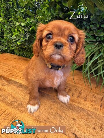 Purebred Female Cavalier King Charles Spaniel Puppies - Breeders Term Only