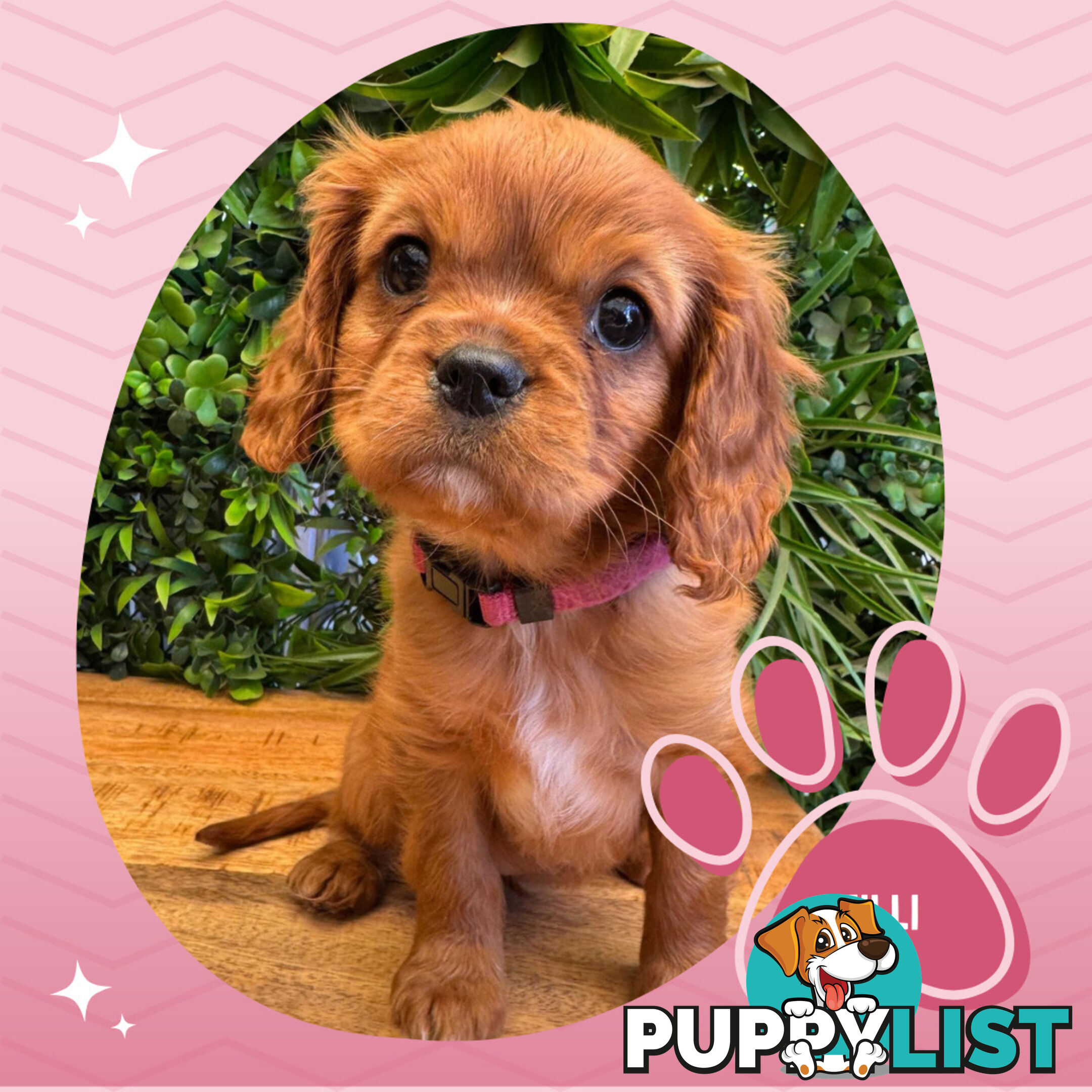 Purebred Female Cavalier King Charles Spaniel Puppies - Breeders Term Only