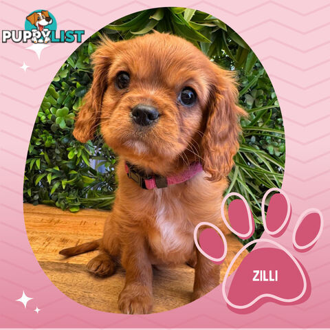 Purebred Female Cavalier King Charles Spaniel Puppies - Breeders Term Only