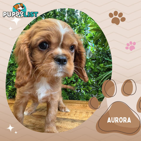 Beautiful Purebred Cavalier King Charles Spaniel Puppies. DNA Clear Location Mooroolbark Vic 3138