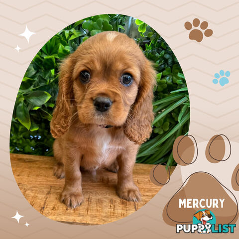 Beautiful Purebred Cavalier King Charles Spaniel Puppies. DNA Clear Location Mooroolbark Vic 3138