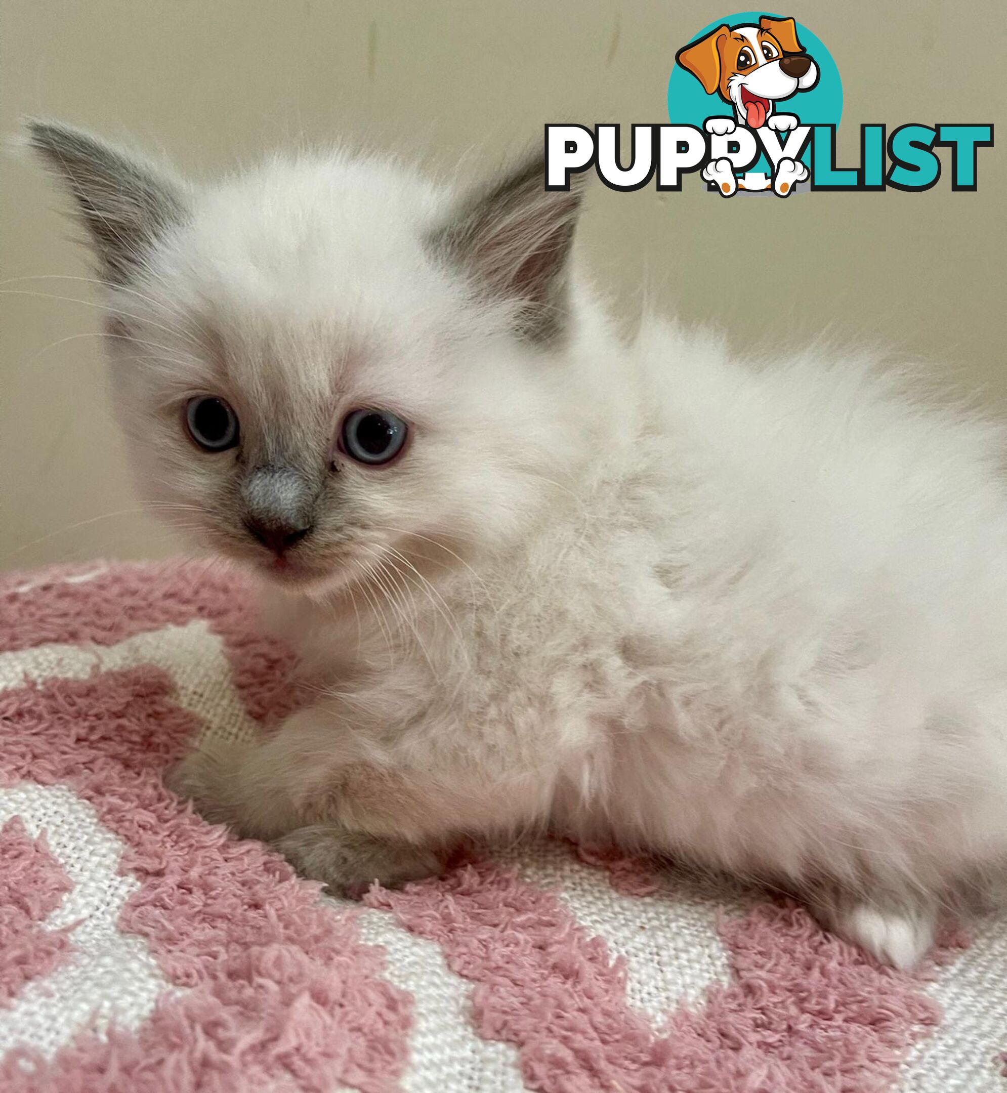 1 Beautiful Ragdoll Blue Point Kitten Left! Fully Toilet Trained. Available Now – Croydon Hills Vic