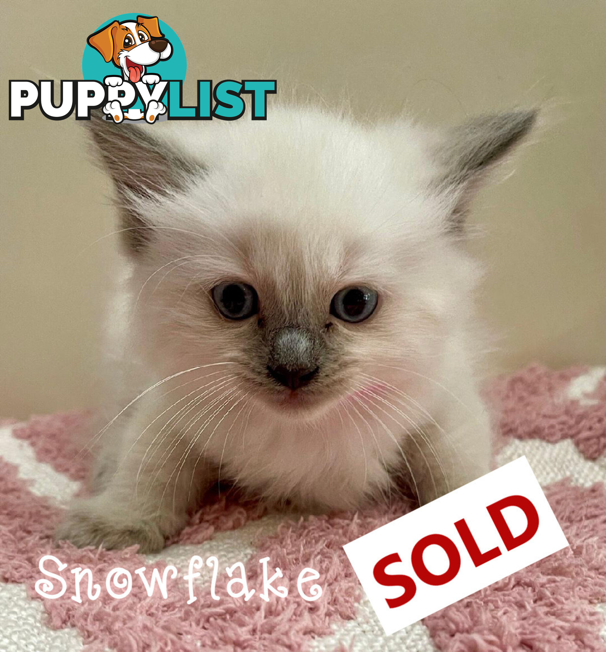 1 Beautiful Ragdoll Blue Point Kitten Left! Fully Toilet Trained. Available Now – Croydon Hills Vic