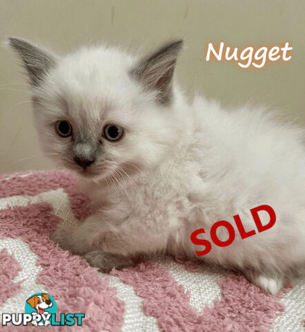 1 Beautiful Ragdoll Blue Point Kitten Left! Fully Toilet Trained. Available Now – Croydon Hills Vic