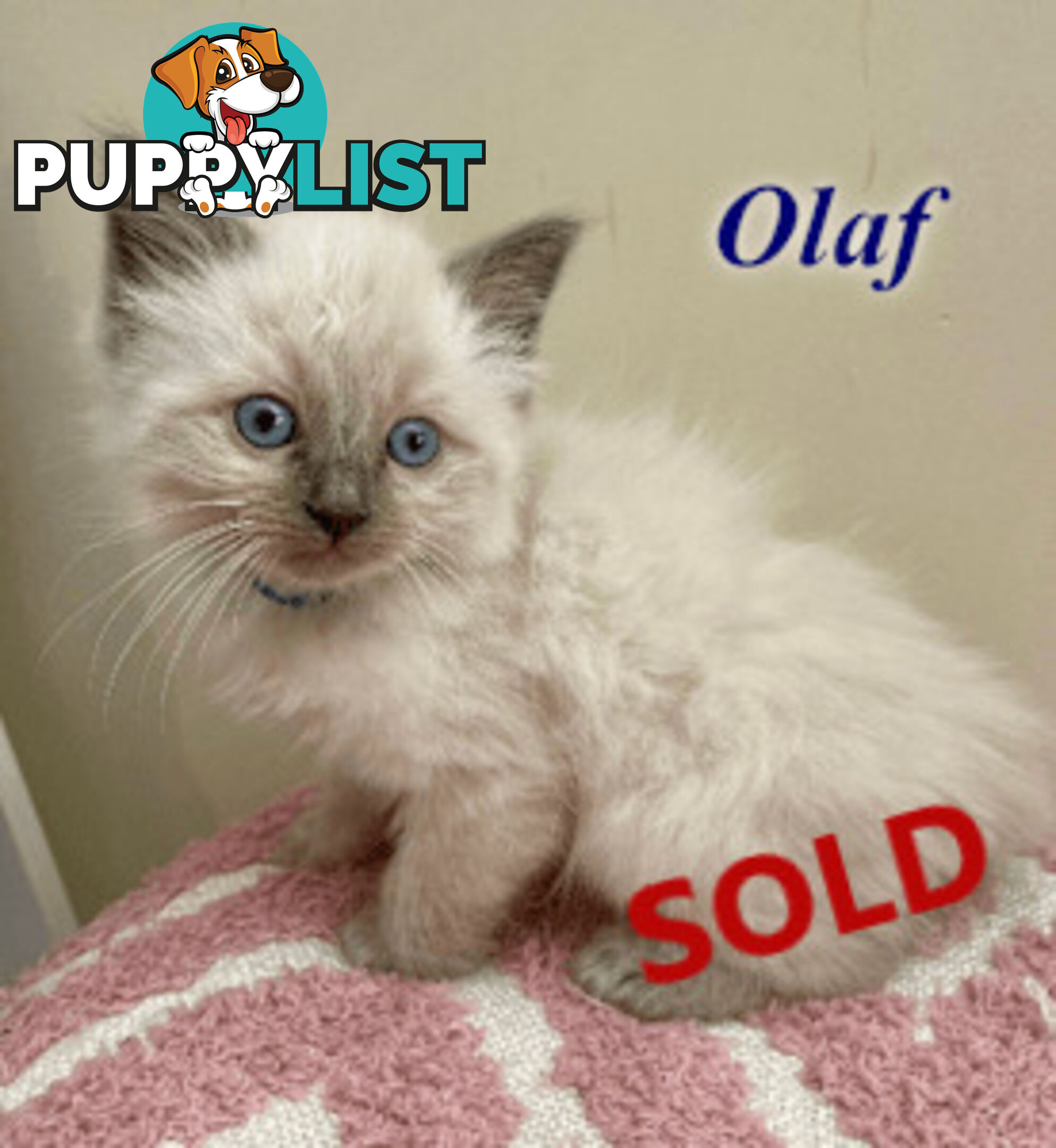 1 Beautiful Ragdoll Blue Point Kitten Left! Fully Toilet Trained. Available Now – Croydon Hills Vic