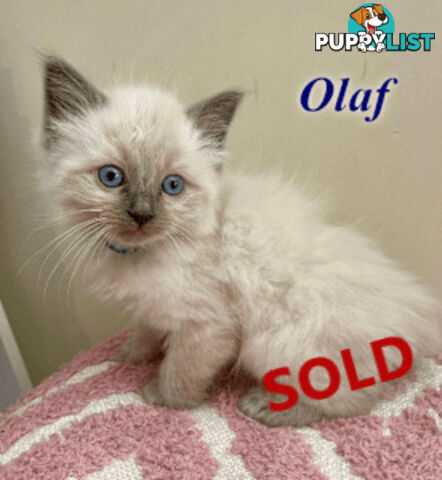1 Beautiful Ragdoll Blue Point Kitten Left! Fully Toilet Trained. Available Now – Croydon Hills Vic