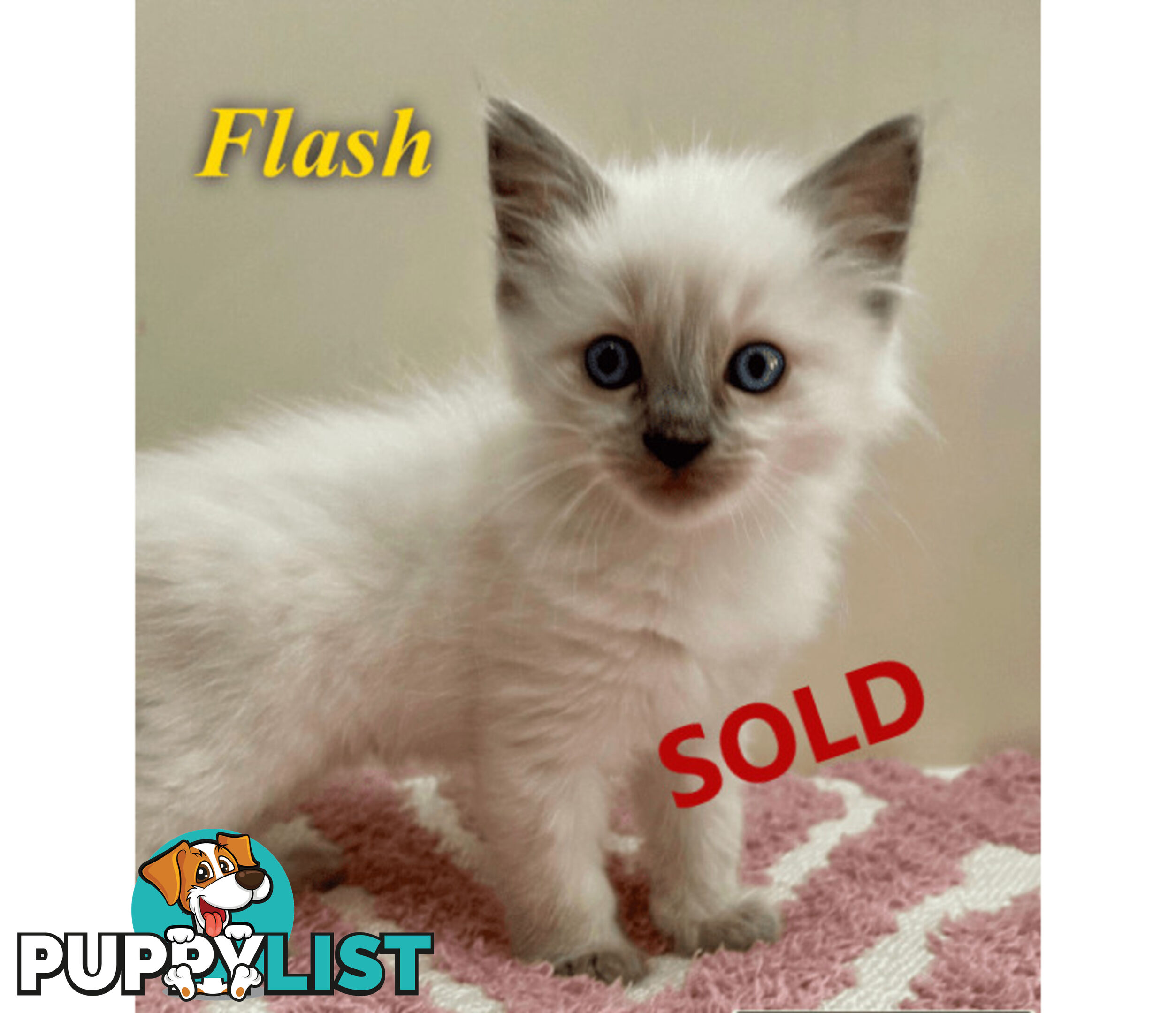 1 Beautiful Ragdoll Blue Point Kitten Left! Fully Toilet Trained. Available Now – Croydon Hills Vic