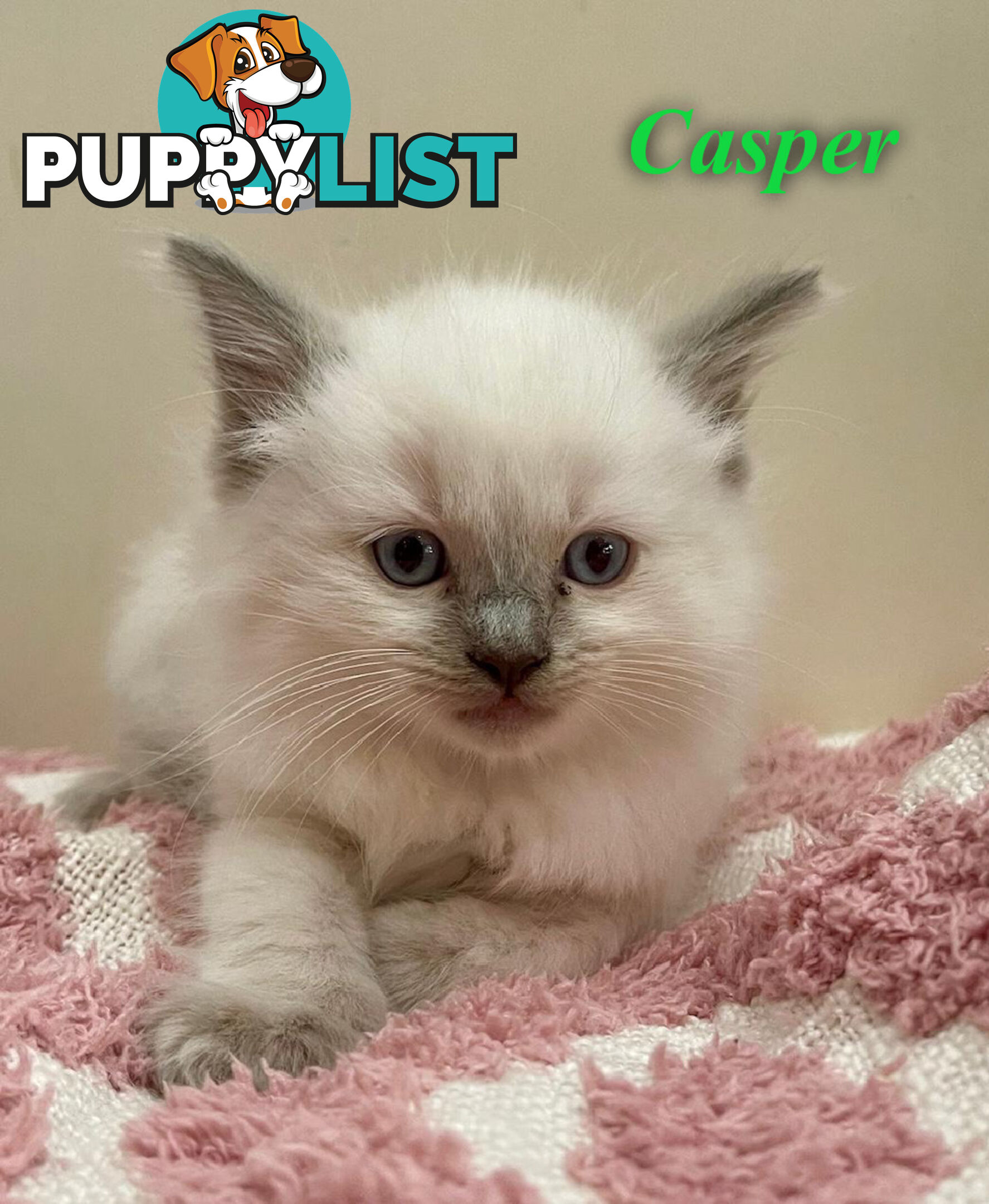 1 Beautiful Ragdoll Blue Point Kitten Left! Fully Toilet Trained. Available Now – Croydon Hills Vic
