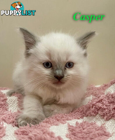 1 Beautiful Ragdoll Blue Point Kitten Left! Fully Toilet Trained. Available Now – Croydon Hills Vic