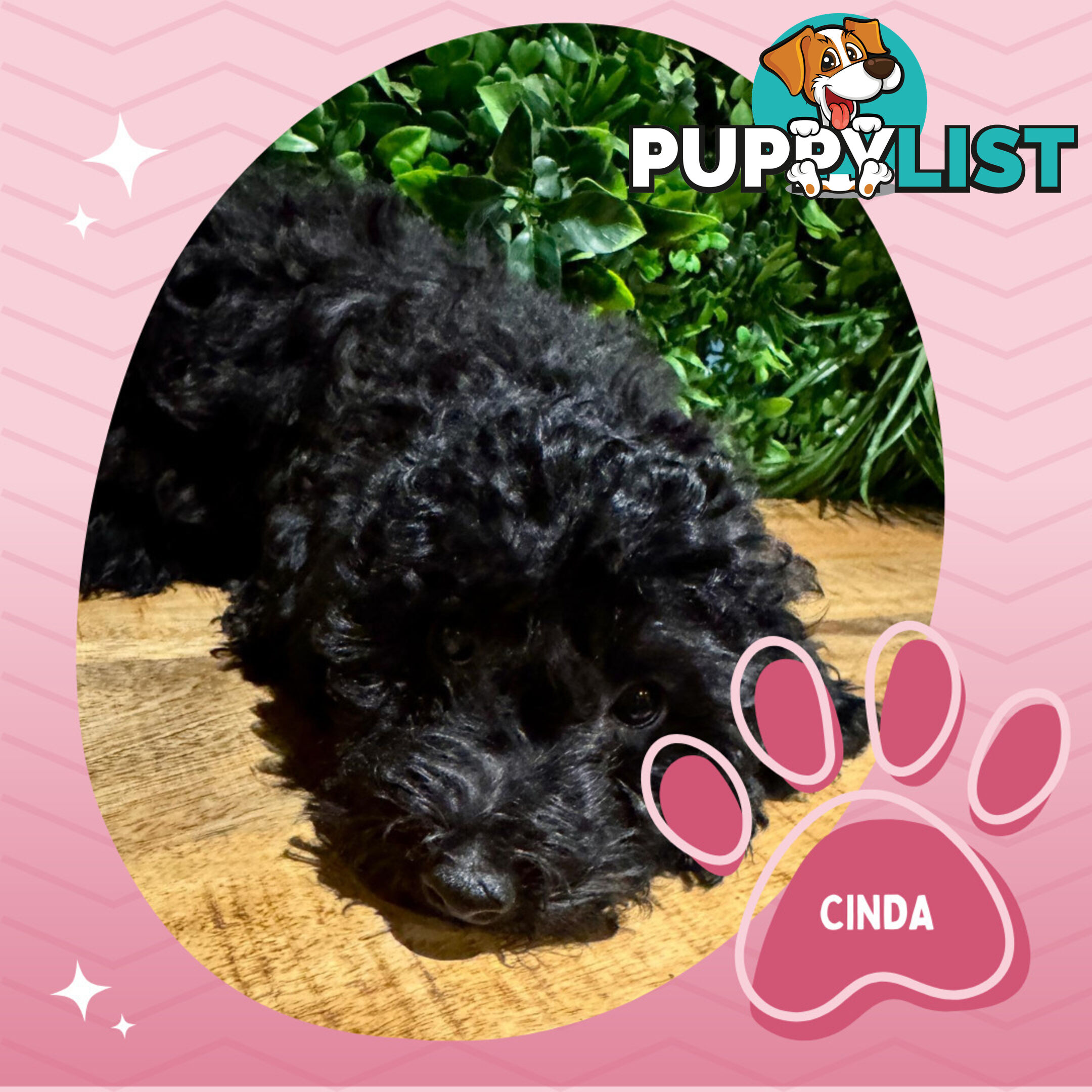 Last Female Purebred Toy Poodle, has own Clear DNA Report!  Available Now . Located in Croydon 3136