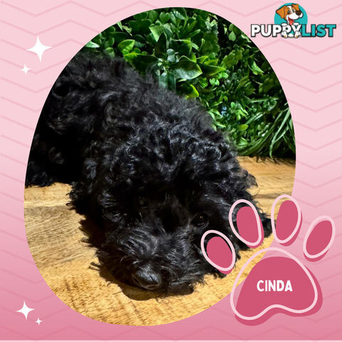 Last Female Purebred Toy Poodle, has own Clear DNA Report!  Available Now . Located in Croydon 3136