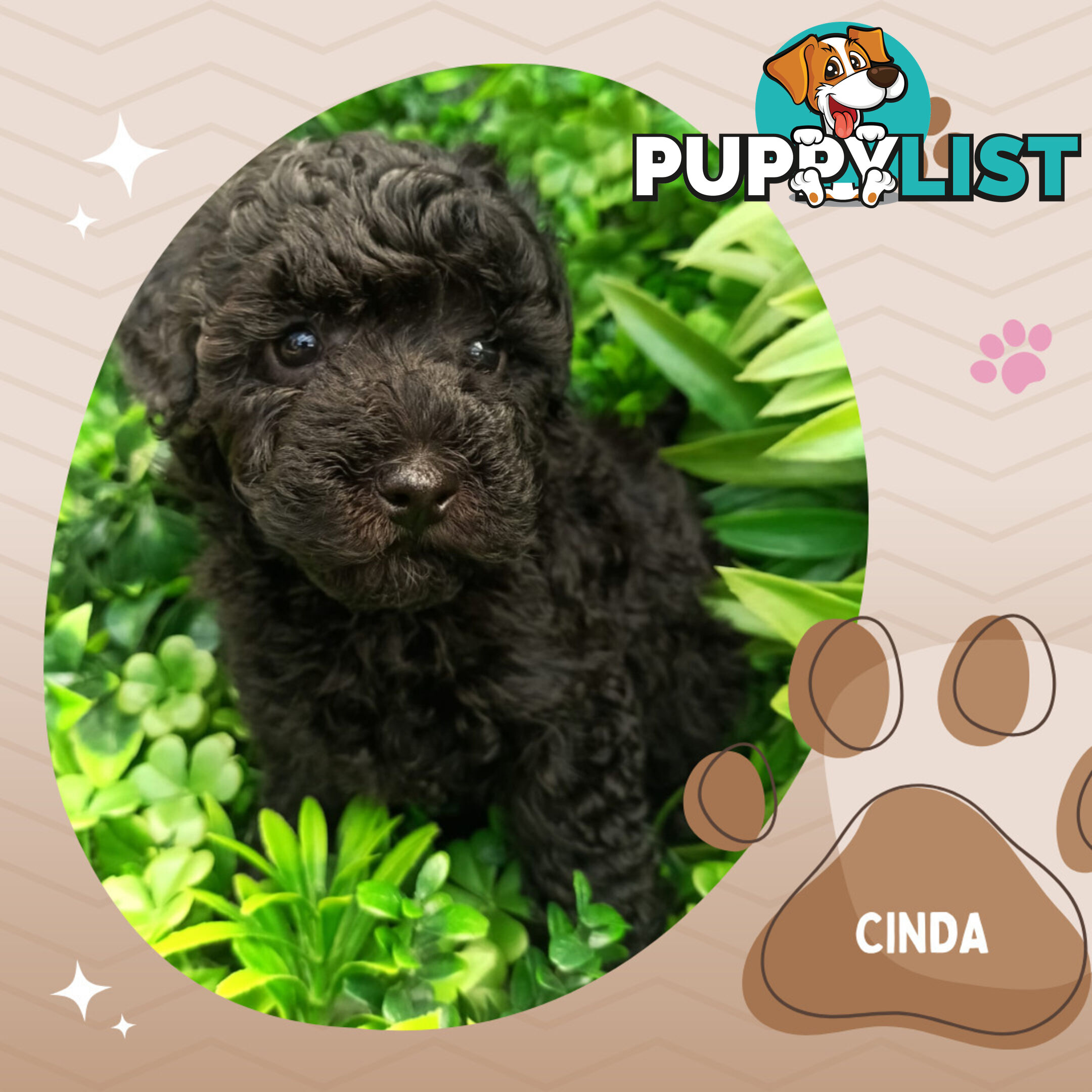 Last Female Purebred Toy Poodle, has own Clear DNA Report!  Available Now . Located in Croydon 3136