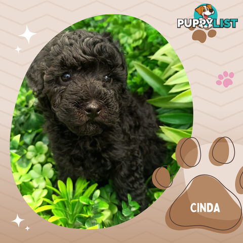 Last Female Purebred Toy Poodle, has own Clear DNA Report!  Available Now . Located in Croydon 3136