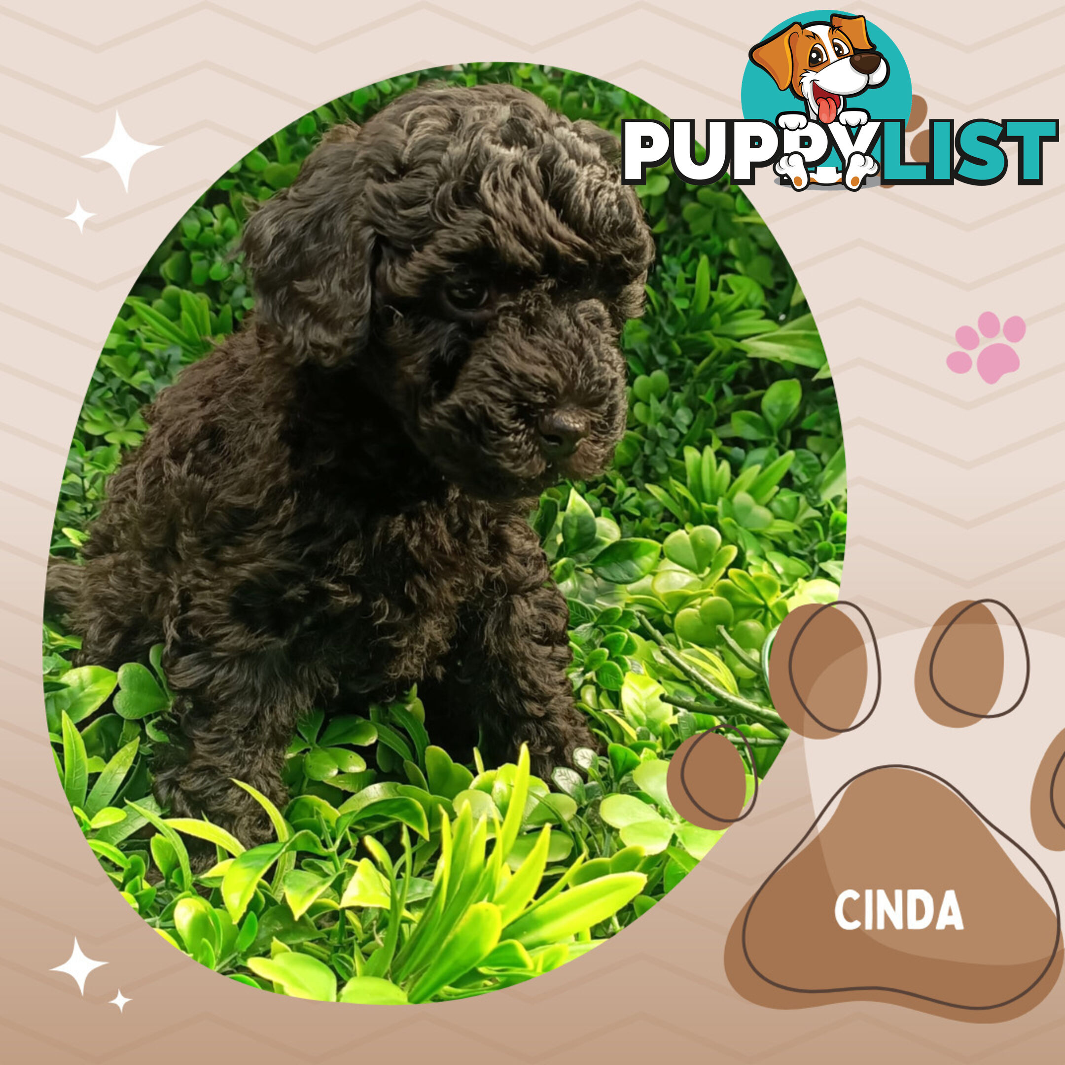Last Female Purebred Toy Poodle, has own Clear DNA Report!  Available Now . Located in Croydon 3136