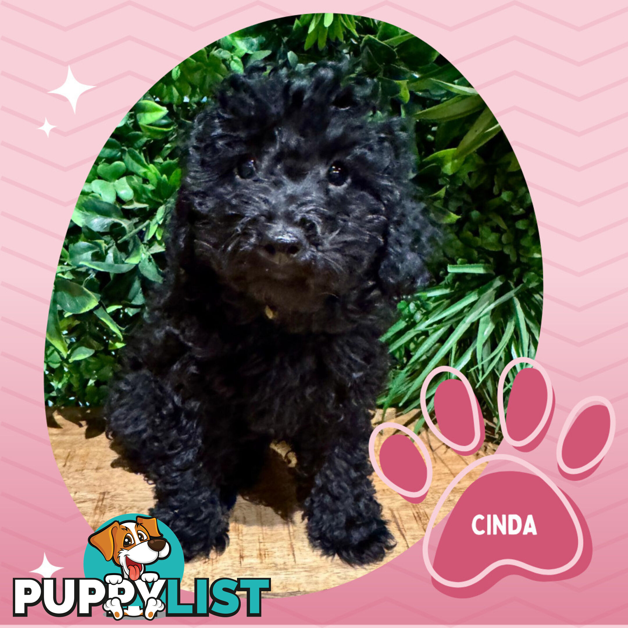 Last Female Purebred Toy Poodle, has own Clear DNA Report!  Available Now . Located in Croydon 3136