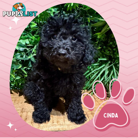 Last Female Purebred Toy Poodle, has own Clear DNA Report!  Available Now . Located in Croydon 3136