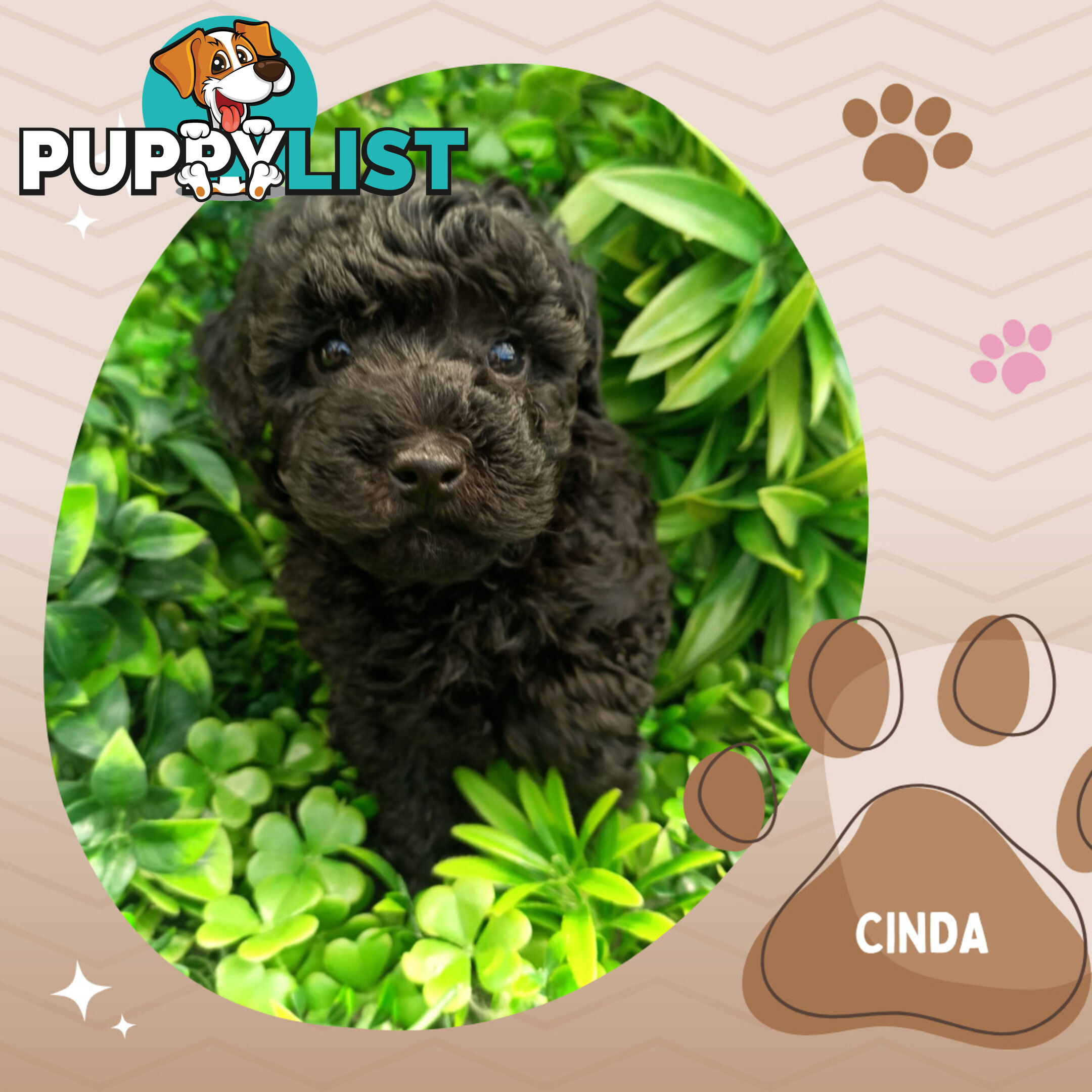 Last Female Purebred Toy Poodle, has own Clear DNA Report!  Available Now . Located in Croydon 3136