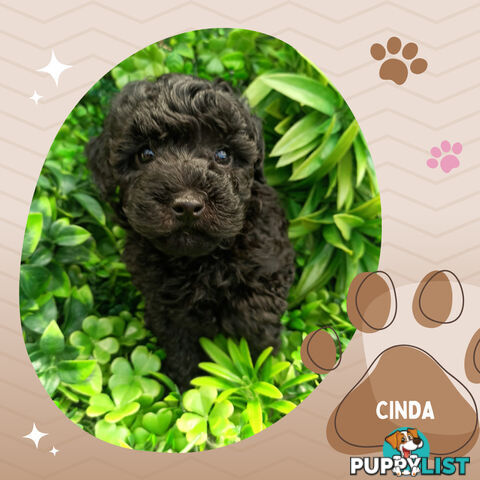 Last Female Purebred Toy Poodle, has own Clear DNA Report!  Available Now . Located in Croydon 3136