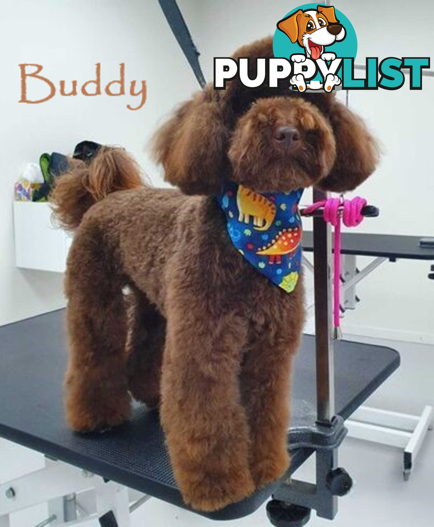 Last Female Purebred Toy Poodle, has own Clear DNA Report!  Available Now . Located in Croydon 3136