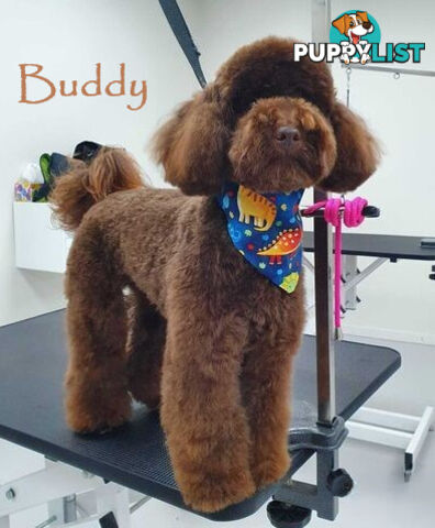 Last Female Purebred Toy Poodle, has own Clear DNA Report!  Available Now . Located in Croydon 3136