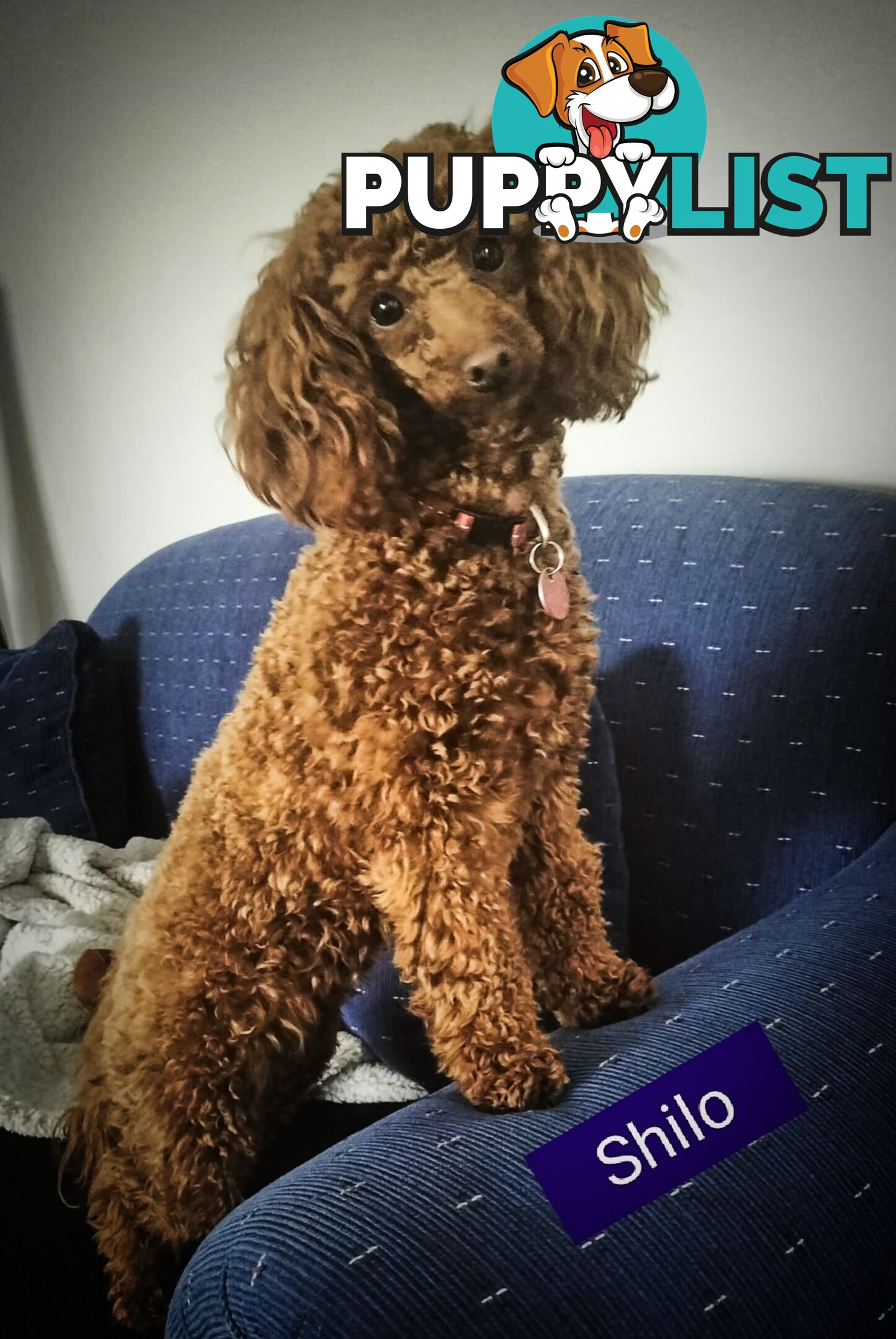 Last Female Purebred Toy Poodle, has own Clear DNA Report!  Available Now . Located in Croydon 3136