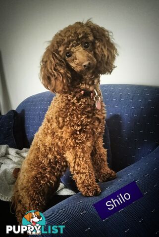 Last Female Purebred Toy Poodle, has own Clear DNA Report!  Available Now . Located in Croydon 3136