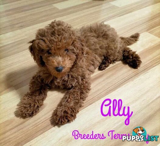 Purebred Ruby Toy Poodle  available on Breeders Terms in the south Eastern Suburbs of Melbourne.