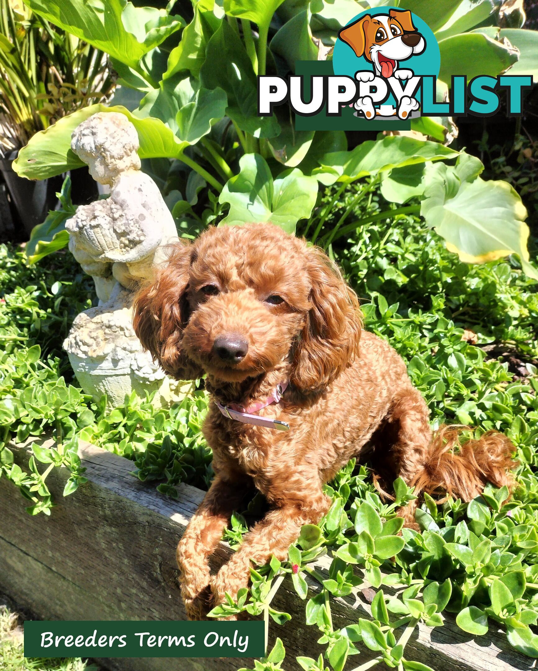 Purebred Ruby Toy Poodle  available on Breeders Terms in the south Eastern Suburbs of Melbourne.