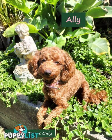 Purebred Ruby Toy Poodle  available on Breeders Terms in the south Eastern Suburbs of Melbourne.