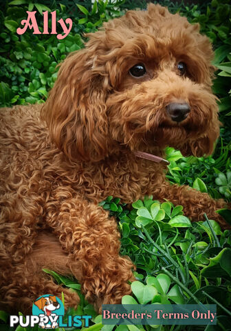 Purebred Ruby Toy Poodle  available on Breeders Terms in the south Eastern Suburbs of Melbourne.