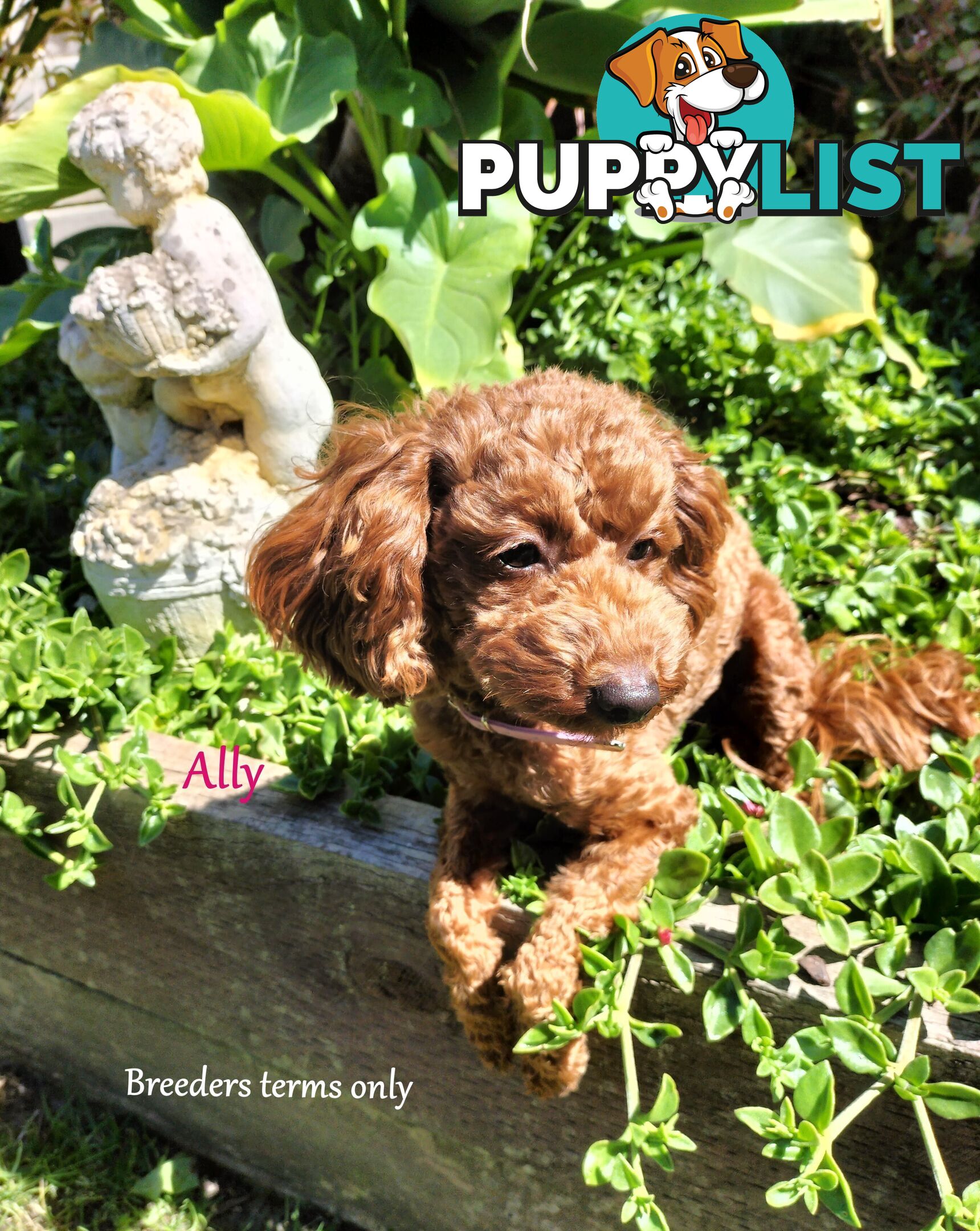 Purebred Ruby Toy Poodle  available on Breeders Terms in the south Eastern Suburbs of Melbourne.